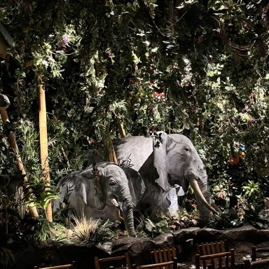 Rainforest Cafe- Niagara Falls
