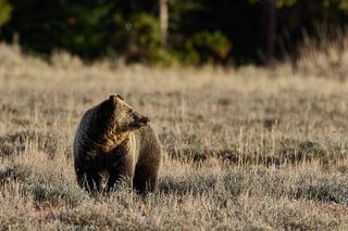 Private Yellowstone Summer Wildlife Photo Safaris - Half Day